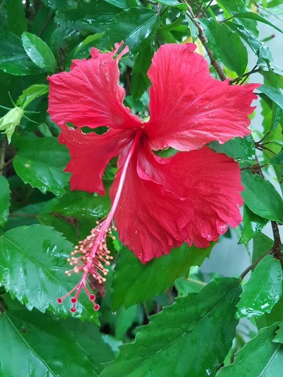 Hibiscus House Bed And Breakfast Contadora Island Exterior foto